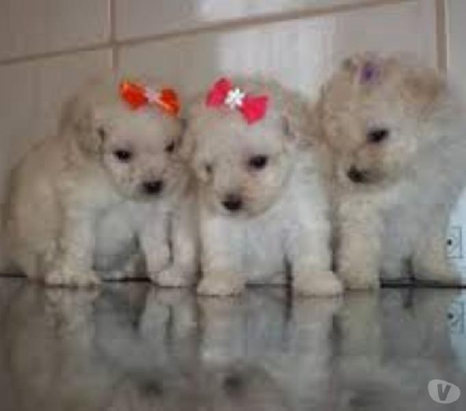 Poodle mini Lindos Filhotes