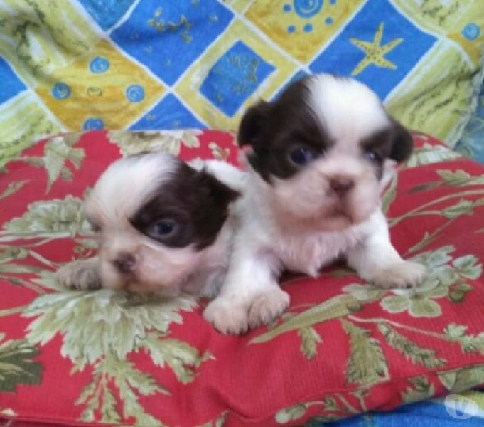 Shih Tzu Filhotes Branco e Chocolate Último Casal