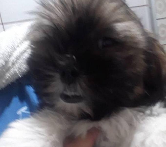 SHIH-TZU FEMEA