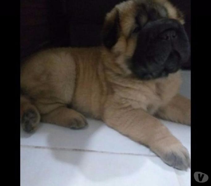 Shar pei pele de urso