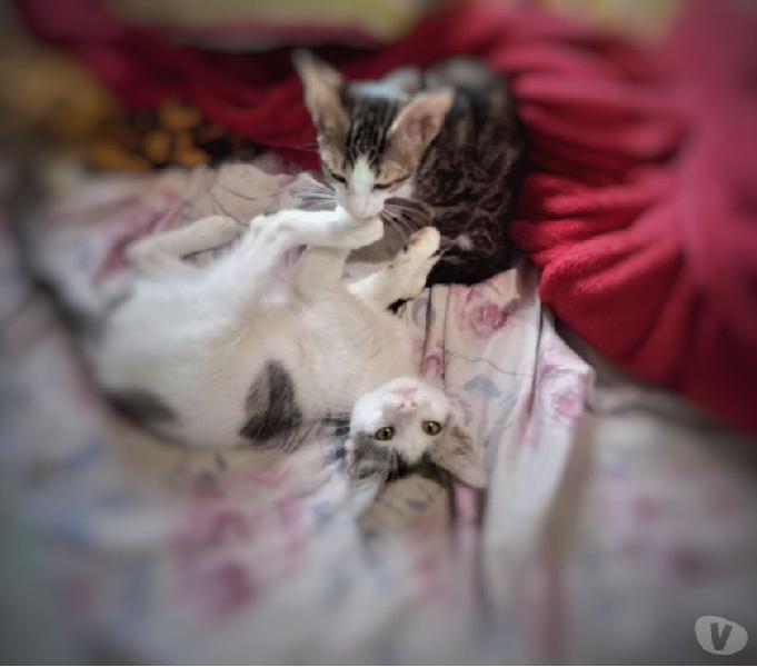 Lindo casal de gatinhos, desverminados e aptos à adoção!