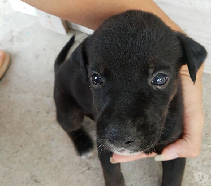 Adoção de cachorros