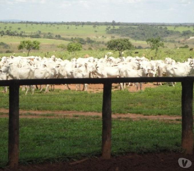 Fazenda de 2074 formafa pra gado