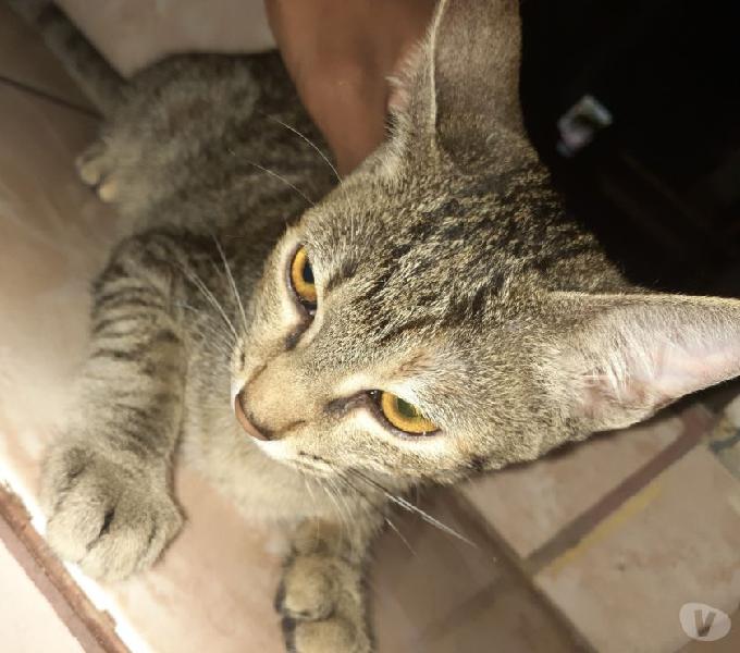 dudoação de um gata jovem