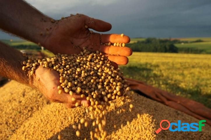 Fazenda em Uberlândia MG - 435,6 hectares - 90 alqueires