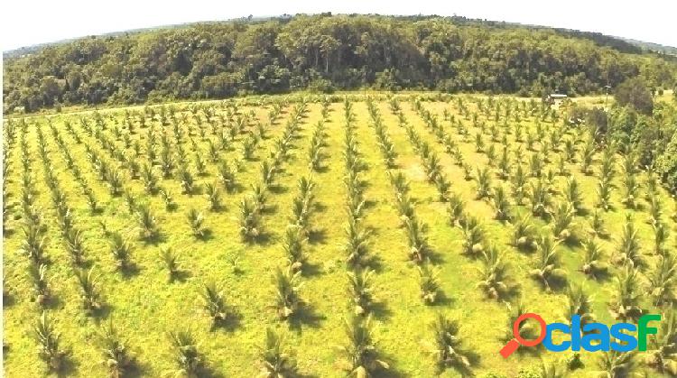 MUNDAÚ / TRAIRÍ / CEARÁ /CE -FAZENDA DE COCO PARA VENDER