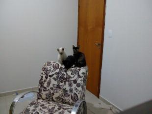 Doação