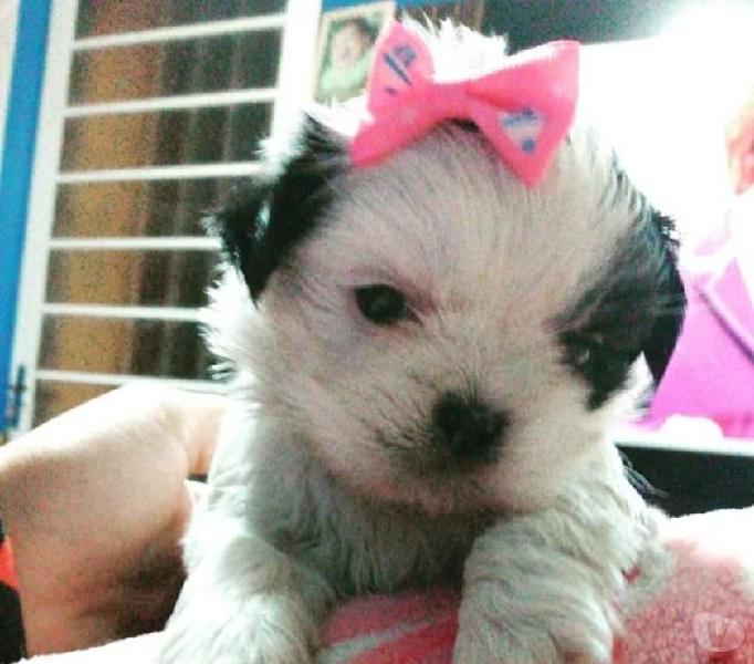 Filhotes Shih Tzu disponível para reserva