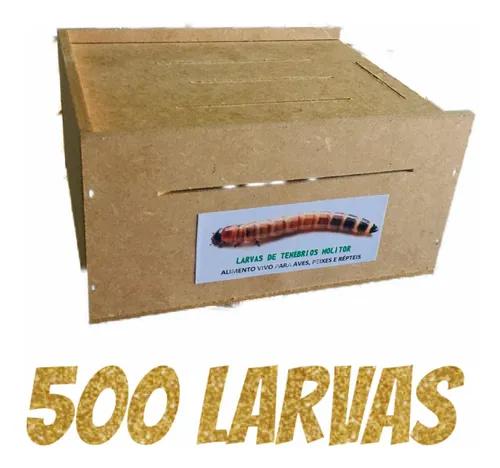 500 Larvas De Tenébrios Molitor + Caixa