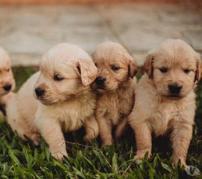 Filhotes de Golden Retriever