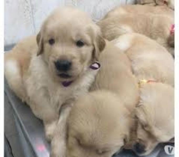 GOLDEN RETRIEVER BELOS FILHOTES