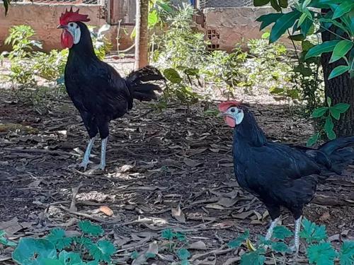 Galinhas E Galos Cara De Palhaço Negra Com 5 Meses