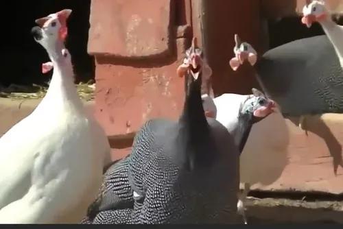 Ovos Férteis De Guine Lavanda Branco E Preto 15ovos