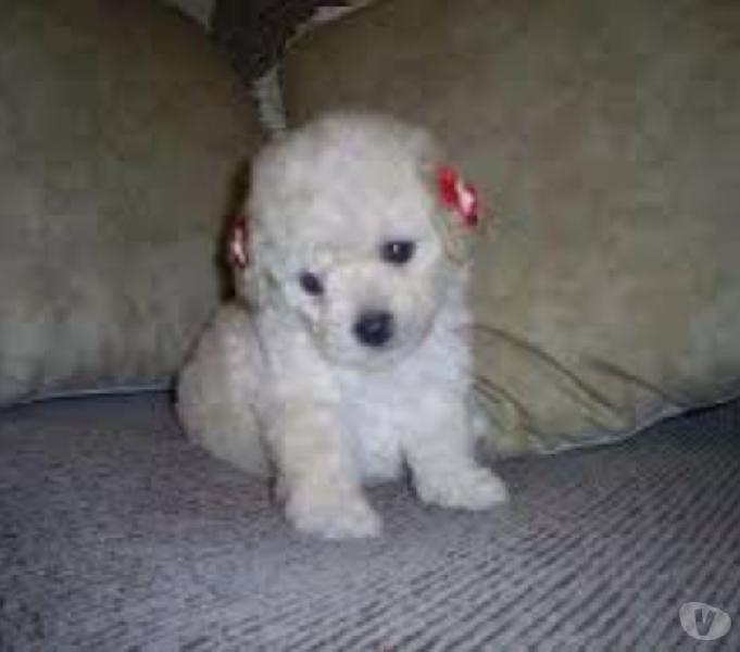 POODLE MINI LINDOS FILHOTES