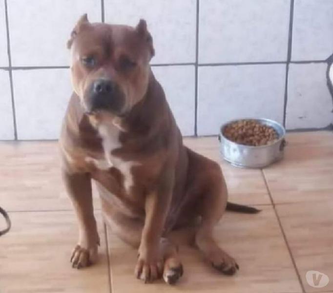 American bully Standard