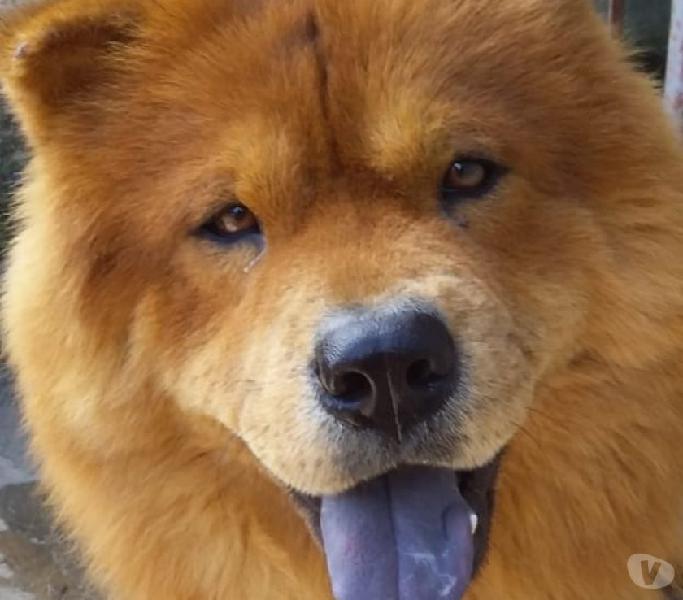 Cachorro chow chow pedigre