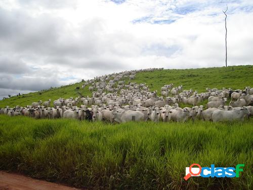 FAZENDA DE 149.132 HECTARES EM RONDOLÂNDIA-MT