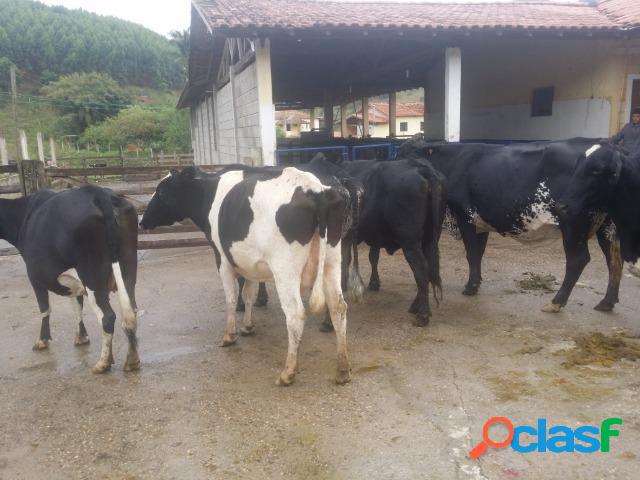 Fazenda Leiteira Para Arrendar Em Paraibuna Com Pasto e