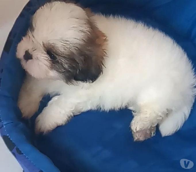 Filhote de Shih Tzu