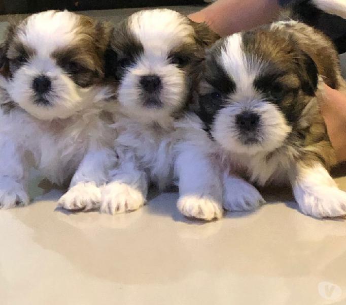 Lindos bebês de Shih tzu