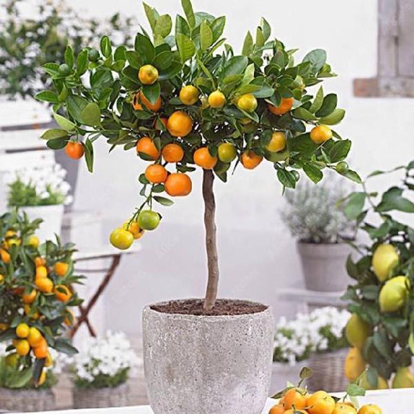 Mini Árvores Frutíferas - Entrego em Domicílio