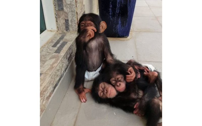 Primeiros Primatas treinados com fraldas agora disponíveis
