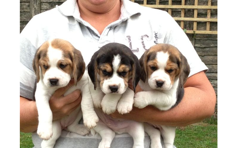 filhotes de cachorro beagle machos e fêmeas disponíveis