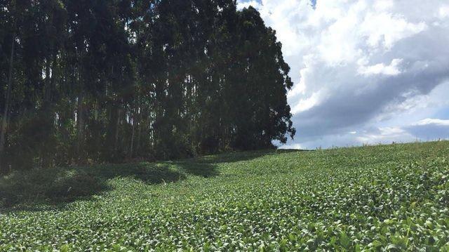 Chácara com eucalipto plantado