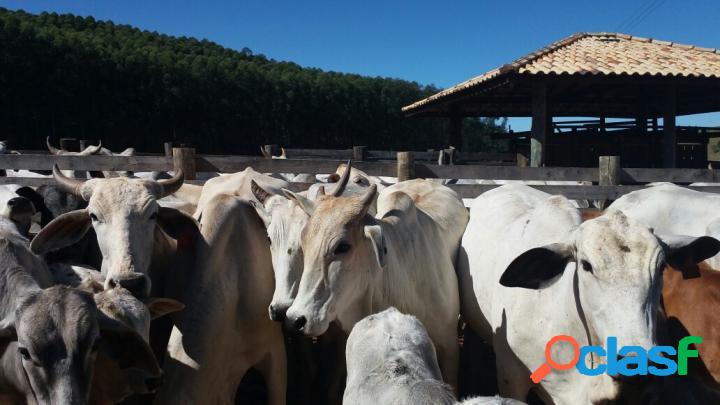 Fazenda À Venda em Lagoinha / SP 40 Alqueires