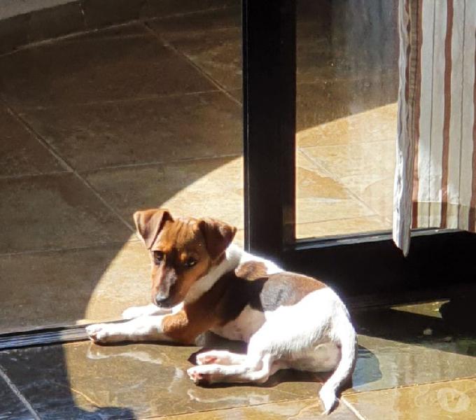 Filhote 4 meses Jack Russel Terrier