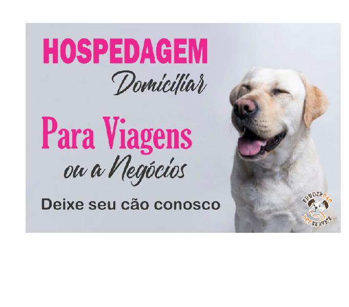 Hotel e creche de cães em são josé dos campos