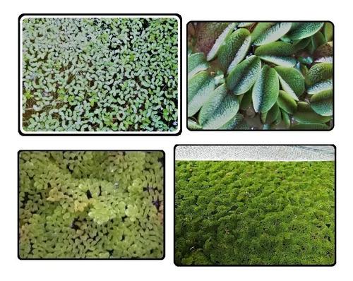 Kit 100 Lenna 50 Azolla 10 Salvinia Planta Aquario Aquaponia