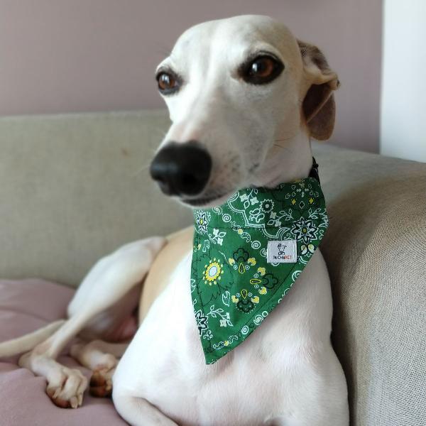 kit bandanas para cães de pequeno porte