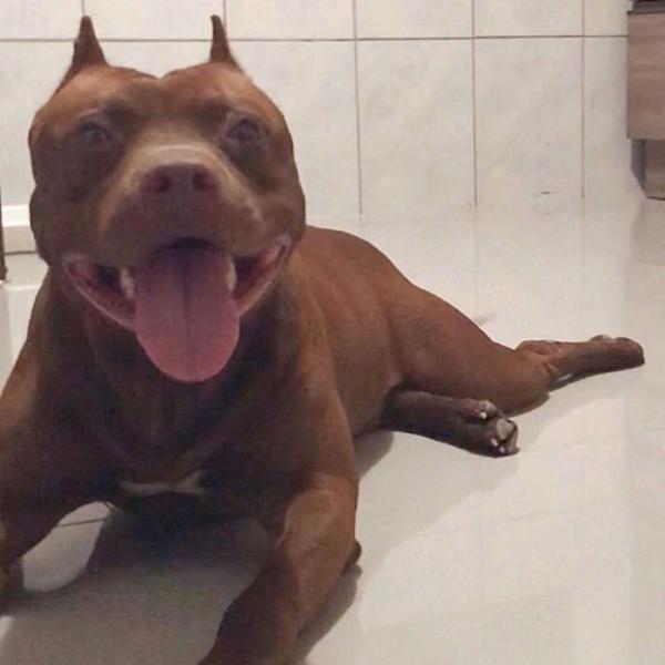 pitbull para cobertura com pedigree