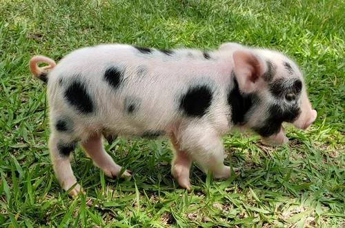 Mini Pig. Micro Pig. Mini Porquinho Filhote.
