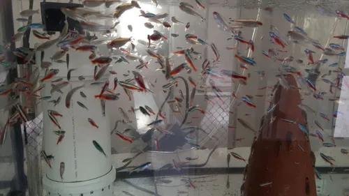 Peixe Neon Cardinal (paracheirodon Axelrodi) 50 Unidades