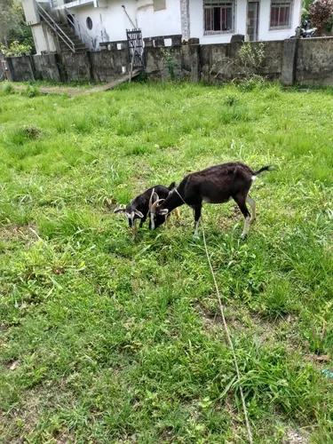 Vendo Cabras Raça Pequena