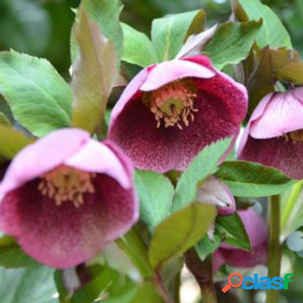 100 PCS / BAG Sementes Helleborus Inverno Rosa Flor Crescem