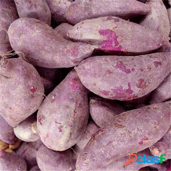 100 Pcs Roxo Batata Doce sementes Batata Deliciosa