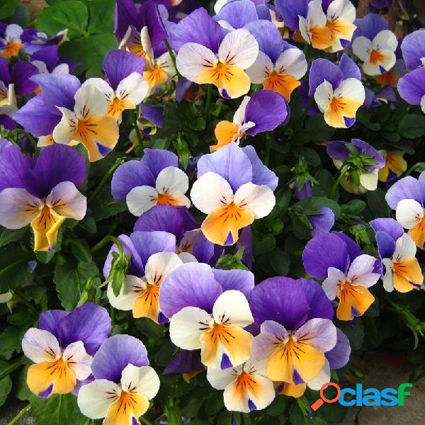 100Pcs Pansy Sementes Mistura Bonsai Potted Flor Semente De