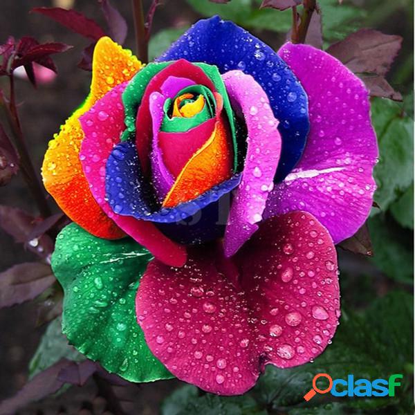 100Peças Semente da Rosa de Arco-íris Horta Familiar