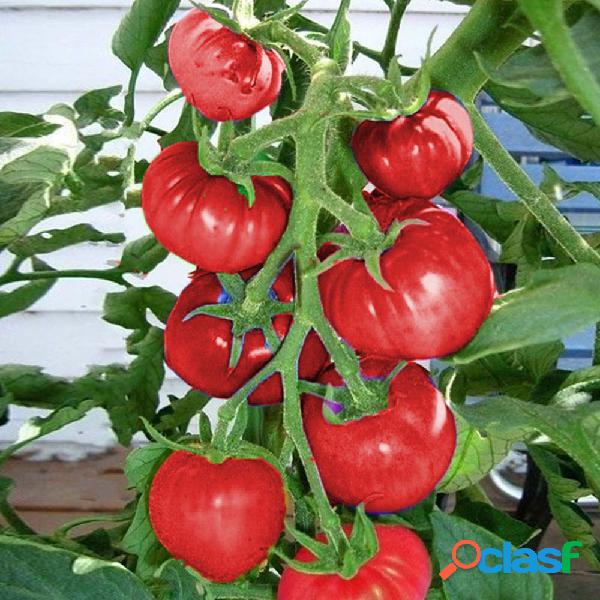 100Peças Sementes de Tomate de Arco-íris Vegetais