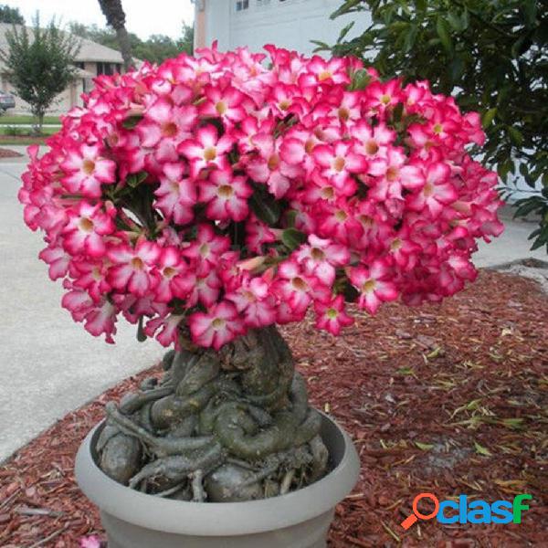 20 pcs Genuine Adenium Obesum Desert Rose sementes Flor