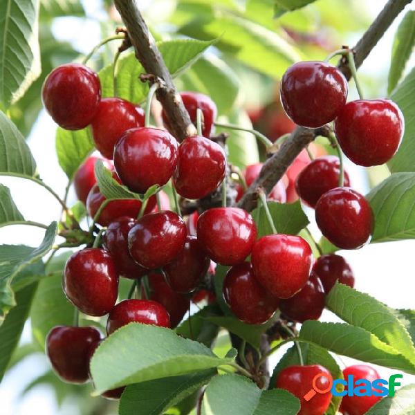 20Pcs Preto Vermelho Grande cereja Semente Variedade Frutas