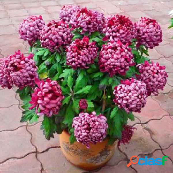 40Pcs Ball Chrysanthemum Seeds Softcover Bonsai Balcão