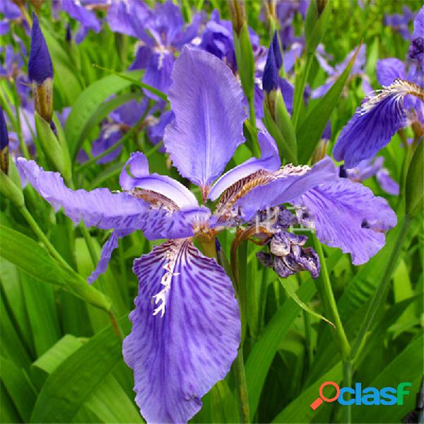 50Pcs / Bolsa Blue Seed Seed Echinacea flores e plantas ao