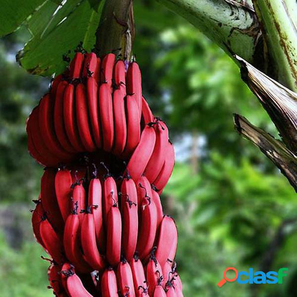50Pcs Red Banana Seeds Outdoor Perennial Plantas