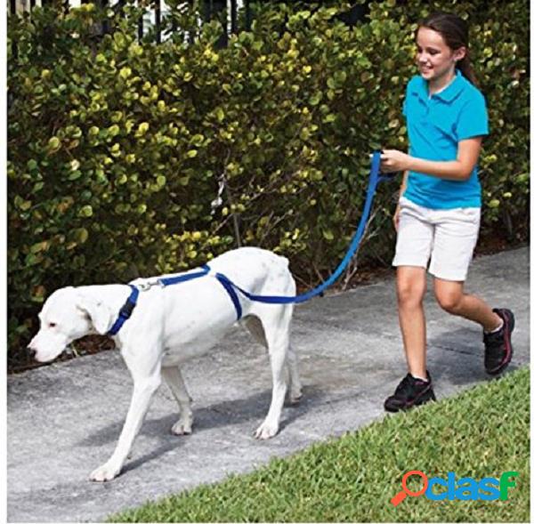 Cão de estimação azul Trainer Dog Leash treina cães Pare