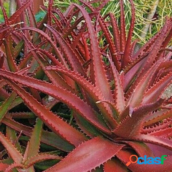 Egrow 10 Unidades / pacote Aloe Vermelho sementes Plantas