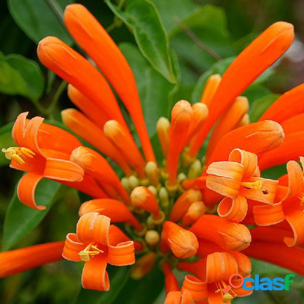 Egrow 10 unidades / pacote laranja Campsis Grandiflora